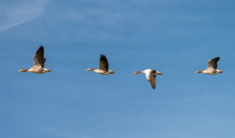 BGH: Mangelfall, konkurrierende Rangfolgen